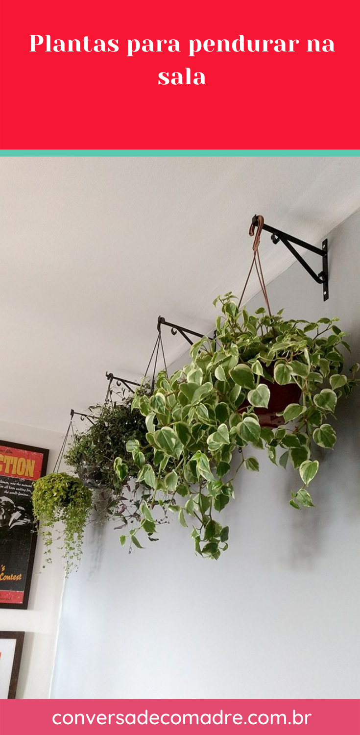 plantas para pendurar na sala plantas para pendurar na sala
