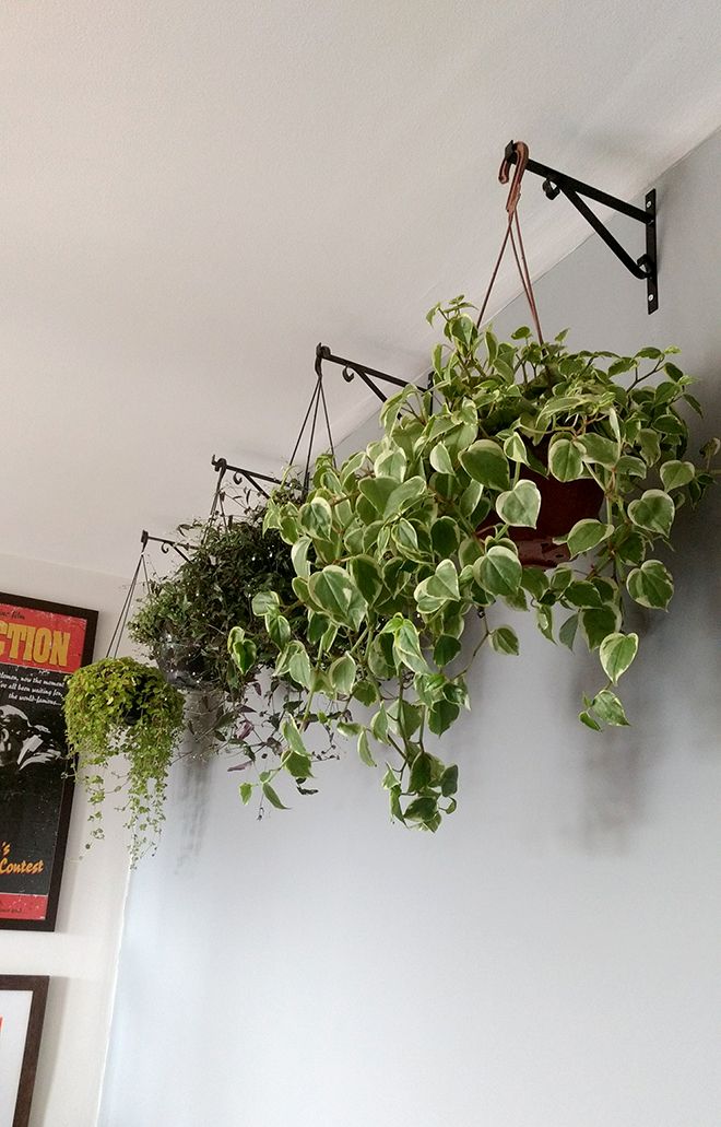 plantas para pendurar na sala plantas para pendurar na sala