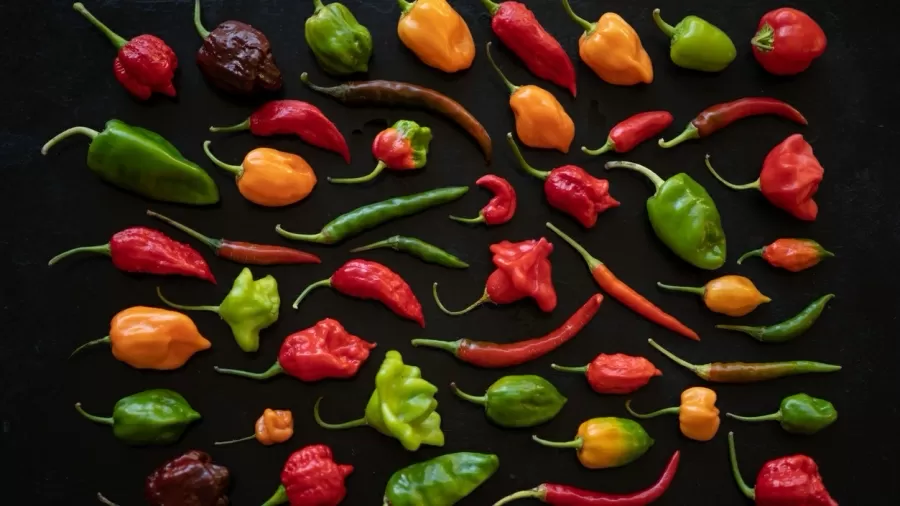 Pimenta Pimenta