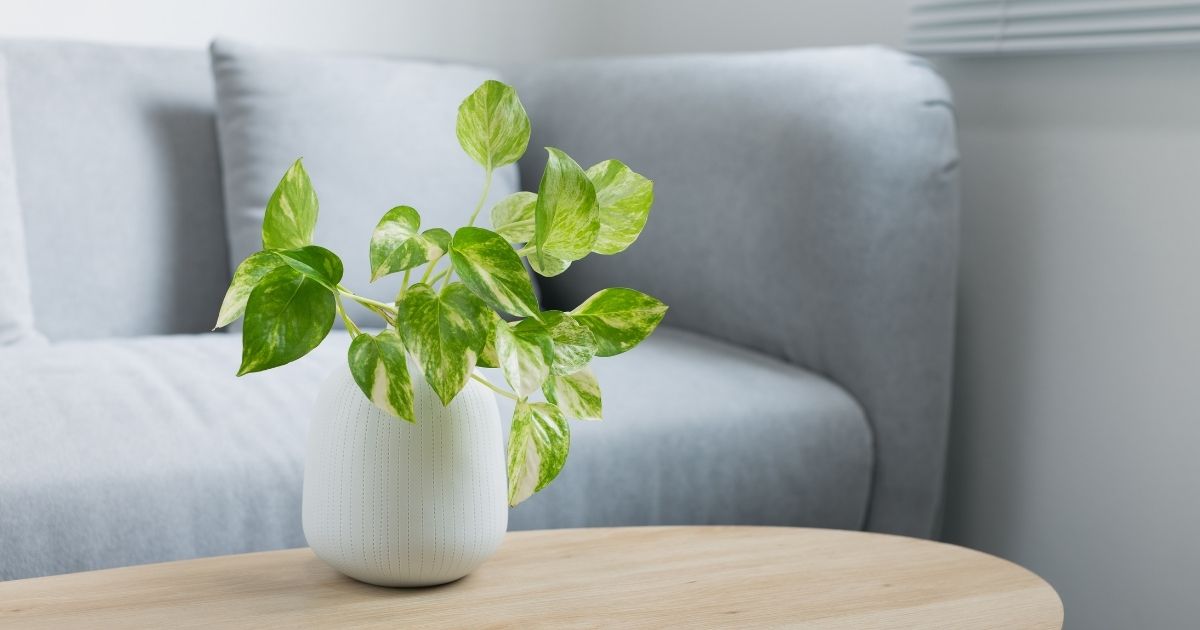 plantas fáceis de cuidar