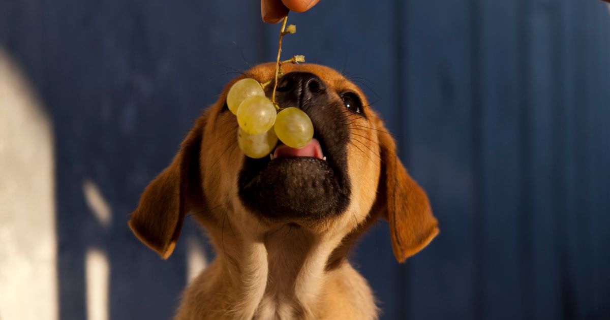 Pode dar uva para cachorro