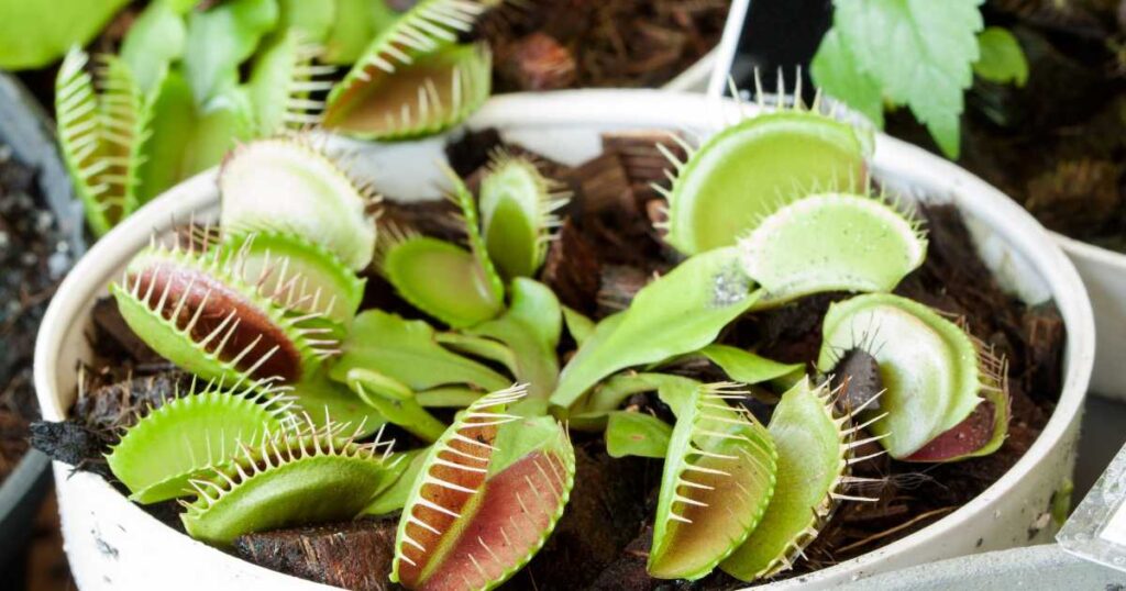 Plantas Carnívoras para Plantar em Casa