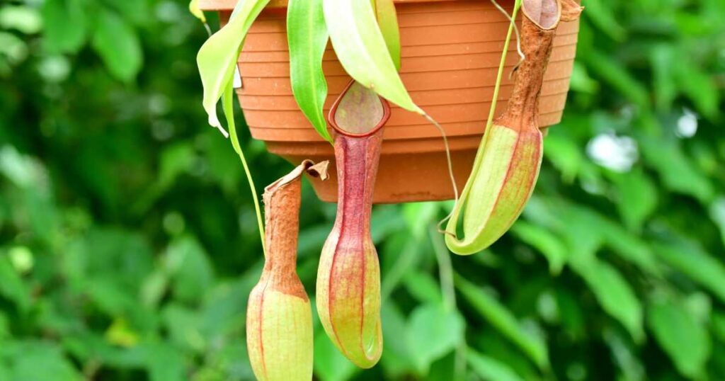 Plantas Carnívoras para Plantar em Casa
