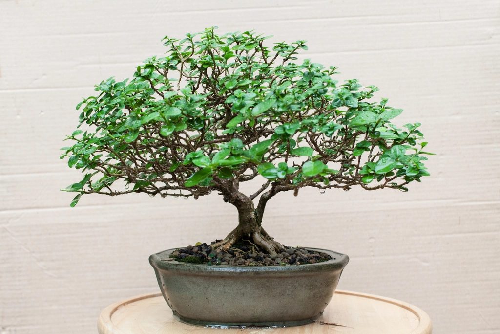 Bonsai de dama-da-noite: é possível e como cultivar