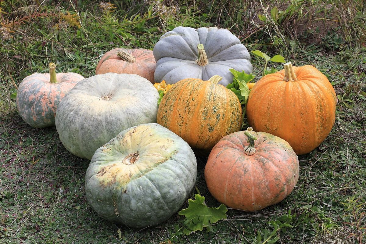 Abóboras de várias cores para o Halloween