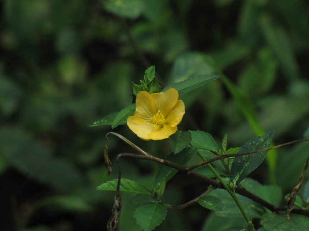 Flor amarela de guanxuma entre as folhas