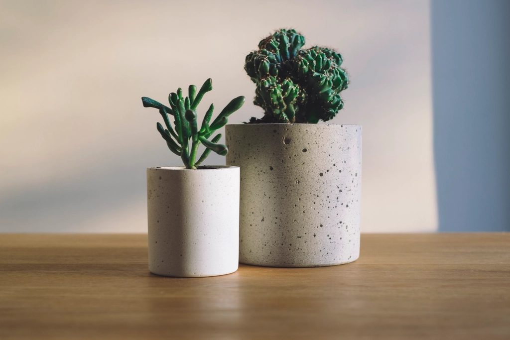 Vasos para suculentas e cactos: qual escolher e como montar